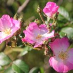 Rose plant prices - weiti sweetie