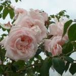 Grass Roots Roses | climbeing rose | new dawn