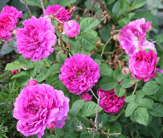 great western – Grassroots Rose Nursery