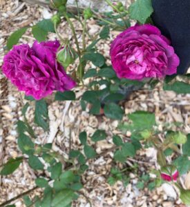 The Bounty of Nature.